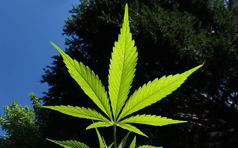 An Insurance Perspective On Legalizing Marijuana 1