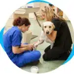 Animal Care Insurance